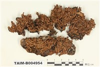 藏品(孔梅衣)的圖片